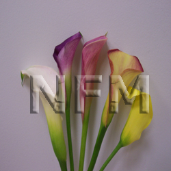 mini calla lilies wholesale flowers